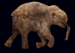 warm Pelgrim nationalisme Mammoetbaby Lyuba in National Geographic – Werkgroep Pleistocene Zoogdieren
